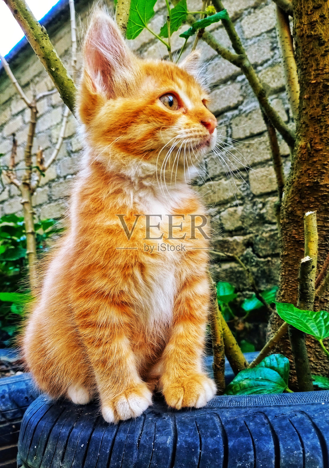 姜的猫照片摄影图片