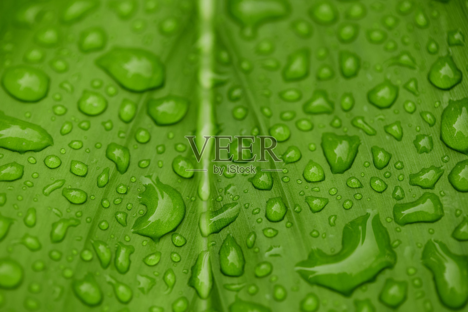 绿叶上的雨滴特写照片摄影图片