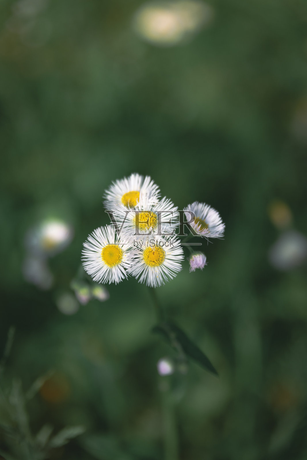 洋甘菊花田。甘菊在自然界。在阳光明媚的日子里，大自然中的甘菊。夏天的雏菊花。洋甘菊花田宽背景在阳光下照片摄影图片