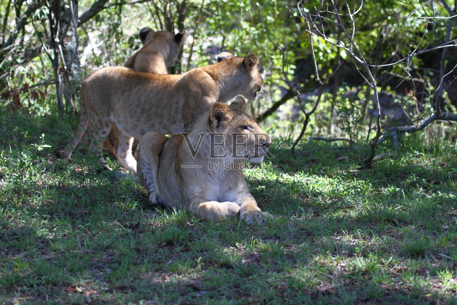 三只小狮子躲在灌木丛的阴影里，警觉地环顾四周照片摄影图片