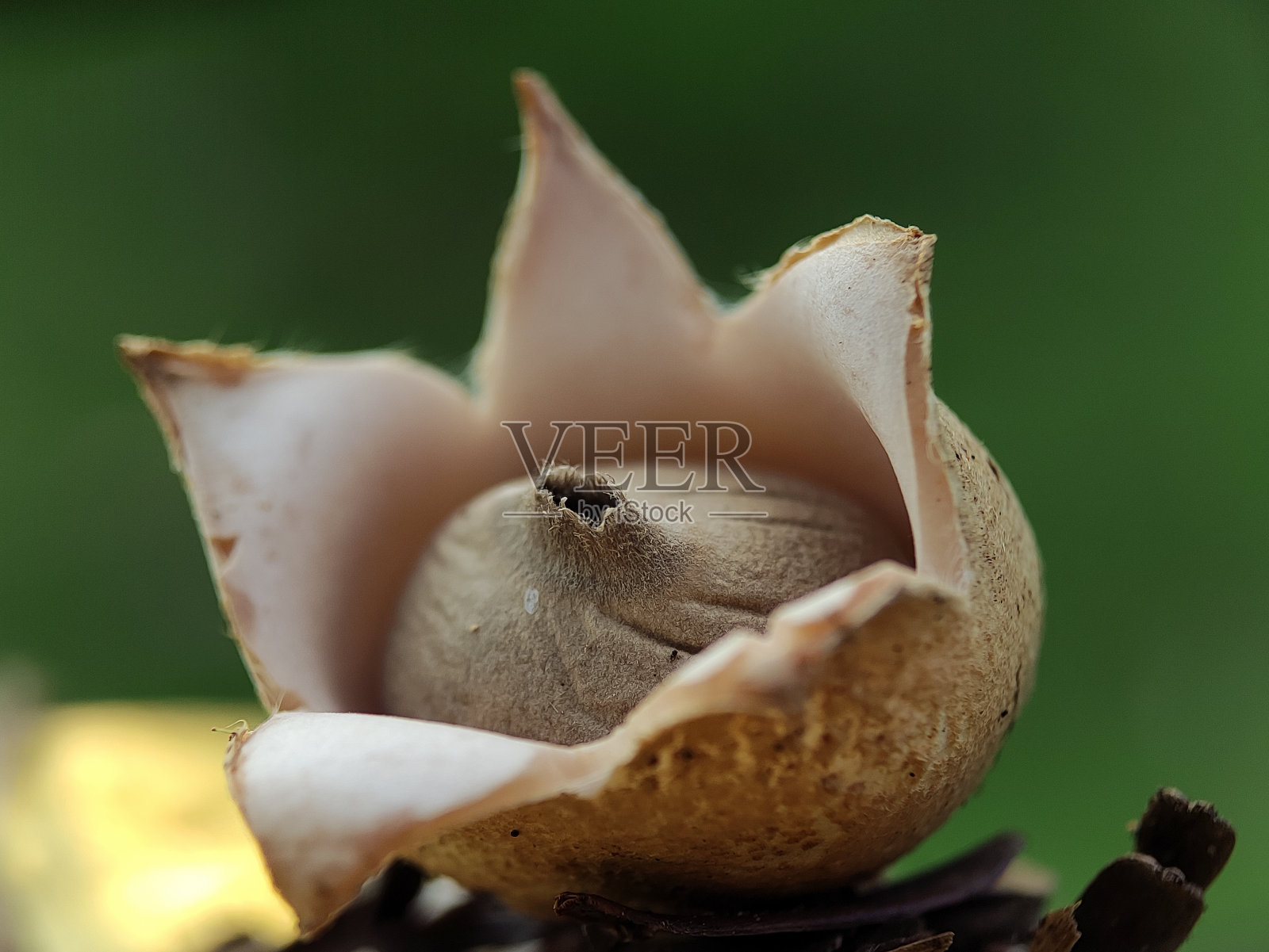 冬菇微距照片照片摄影图片