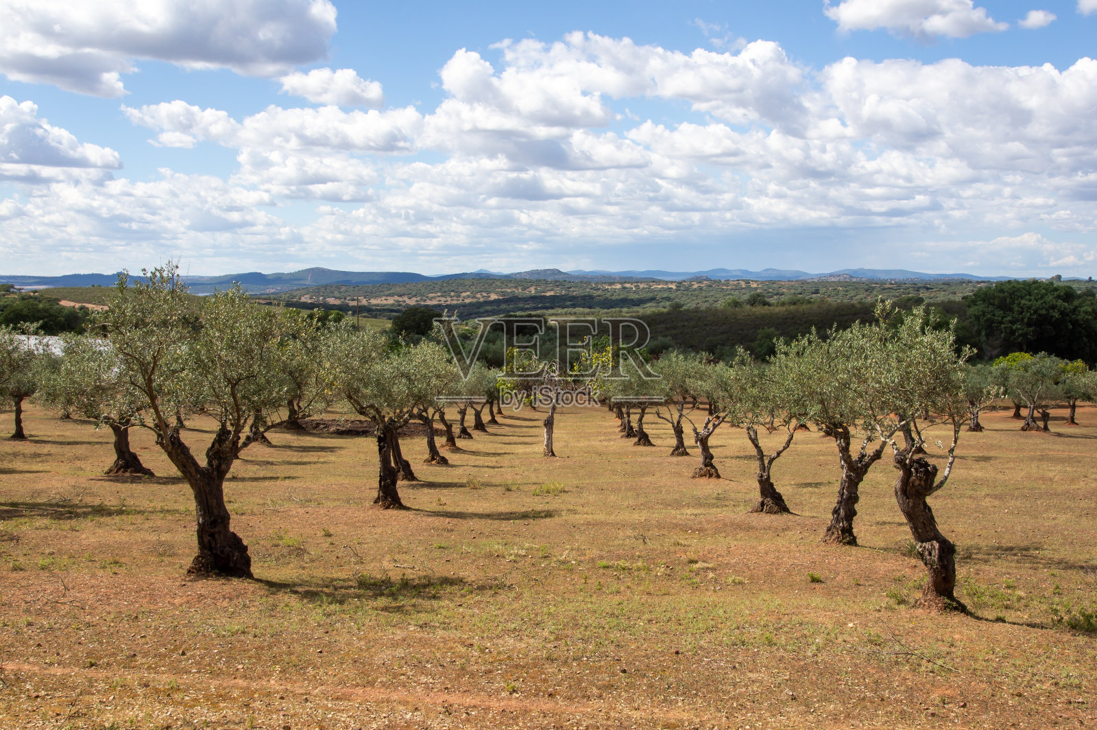 乡村橄榄园的景观，一排排的橄榄树和一排排中间的一棵无花果树。照片摄影图片