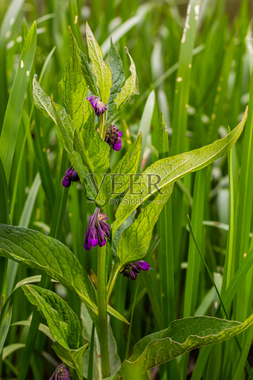 草地上，在野菜丛中，紫草正开着花照片摄影图片