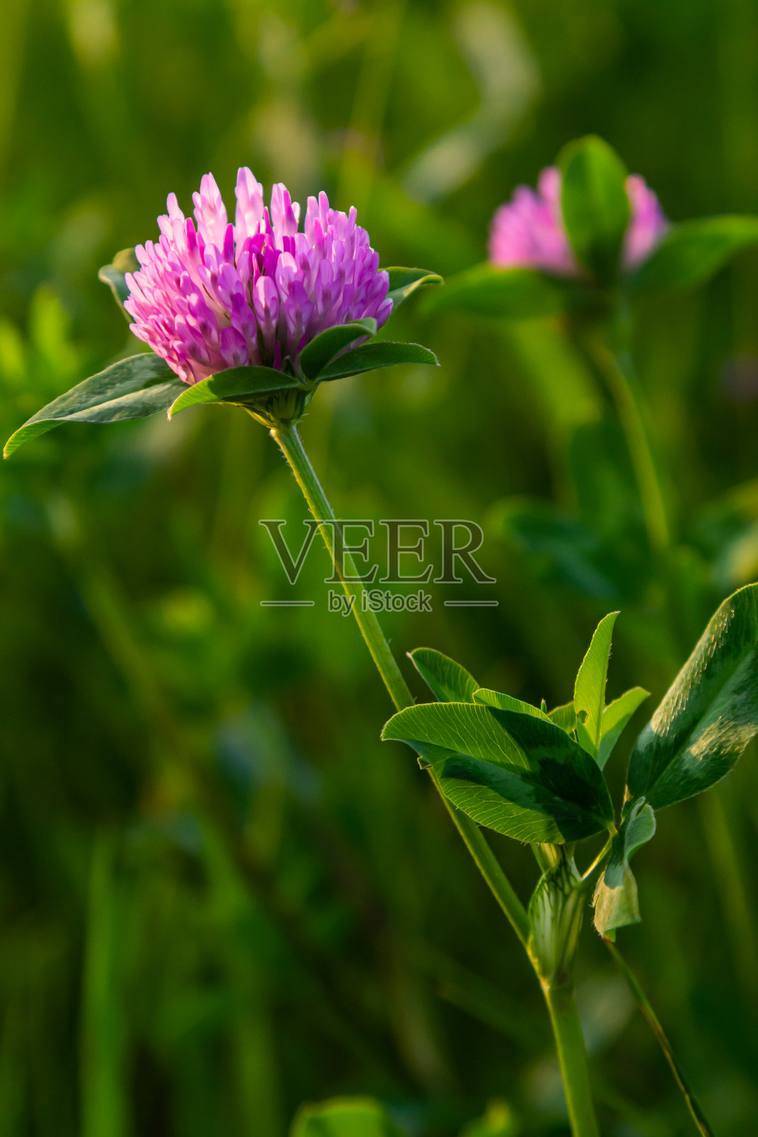 三叶草，红三叶草。夏天在草地上收集珍贵的花朵。药用和蜜源植物，民间医药中的饲料和药用雕刻的野生草本植物照片摄影图片