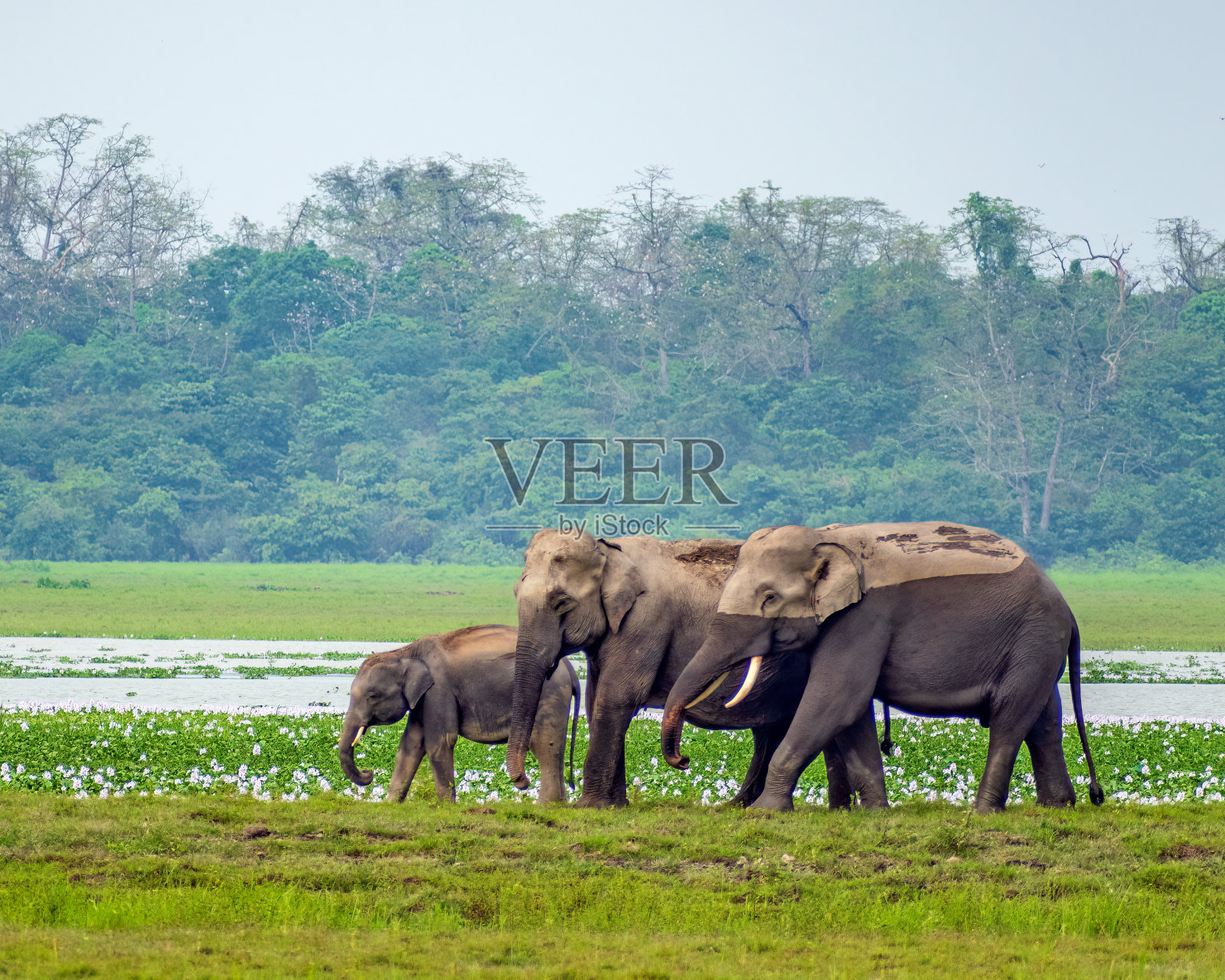 一群亚洲象在印度阿萨姆邦卡齐兰加国家公园的草原上散步。照片摄影图片