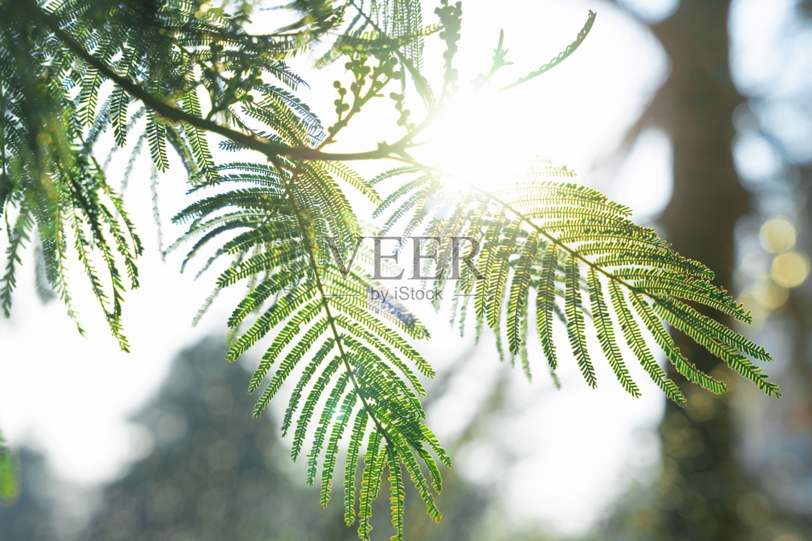 树枝上葱郁的绿色针叶的特写照片摄影图片