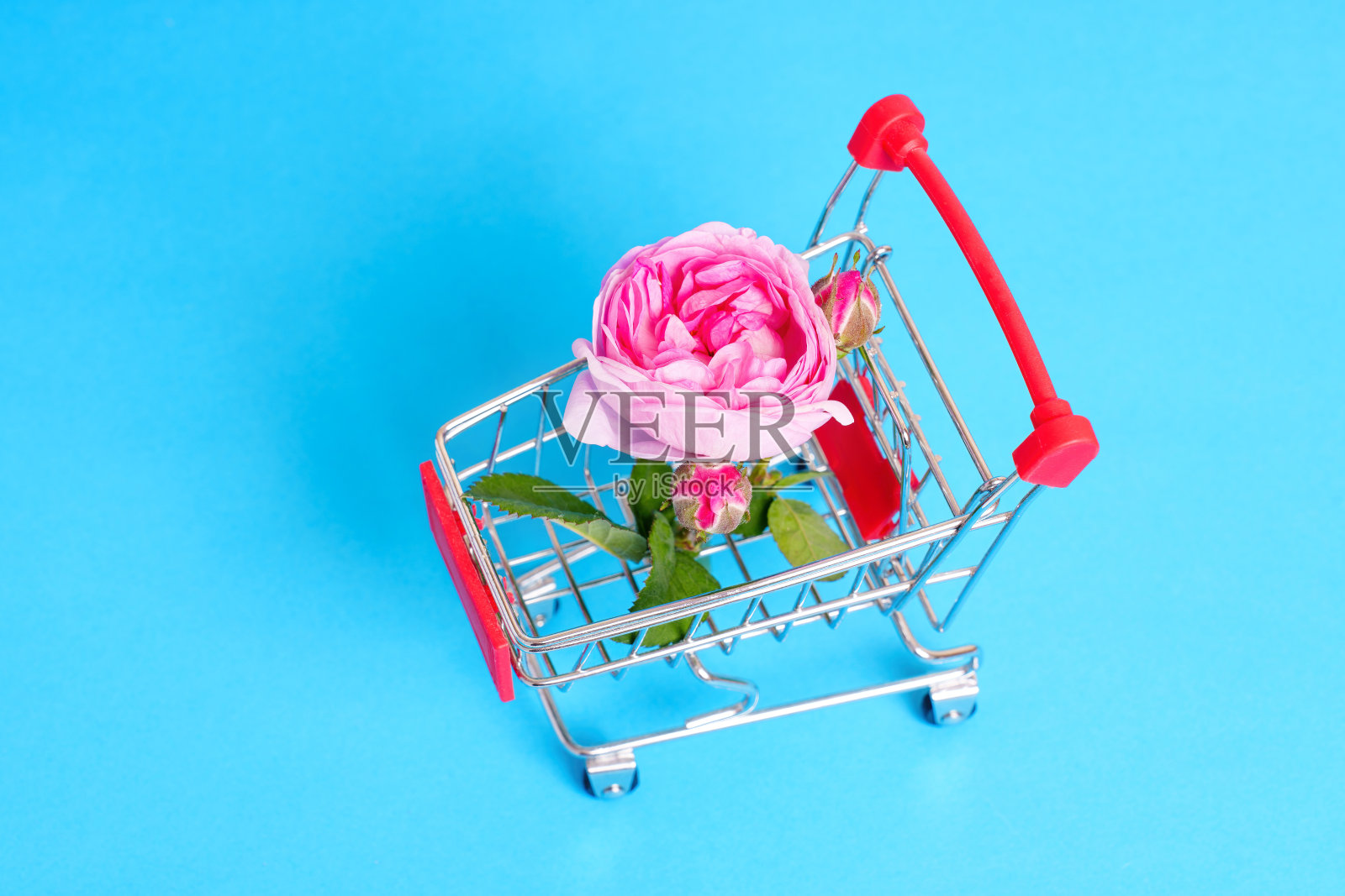 盛开的茶玫瑰头在一个微型推车照片摄影图片