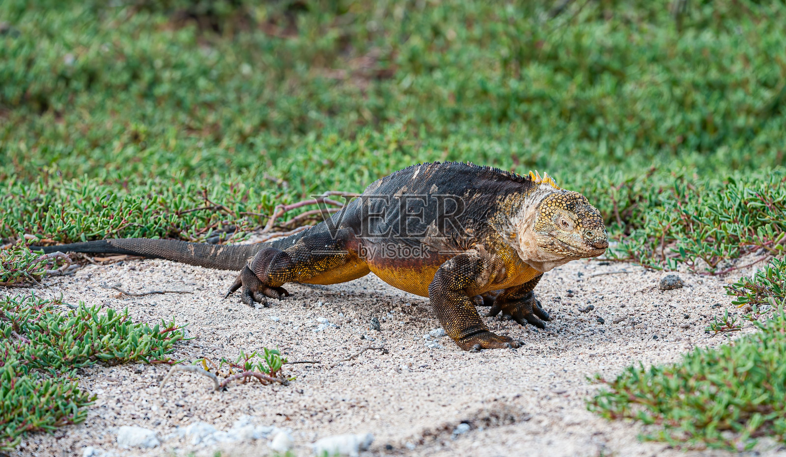 加拉帕戈斯陆地鬣蜥，Conolophus subcristatus，北西摩岛，加拉帕戈斯群岛，厄瓜多尔。照片摄影图片