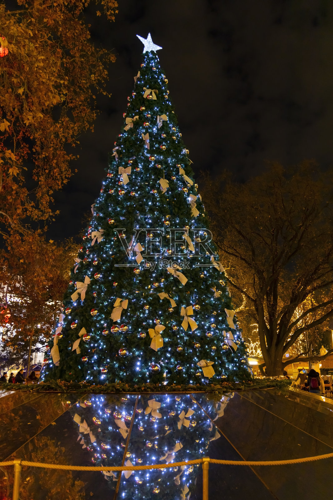 奥地利维也纳的圣诞树照片摄影图片