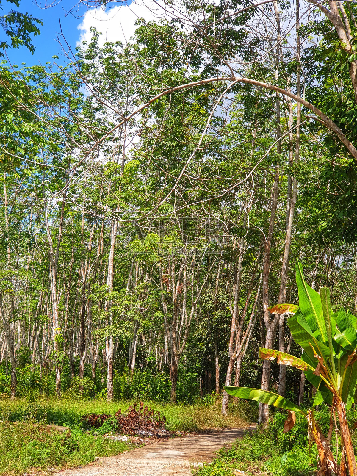 从底部看绿叶的树木。收集橡胶树。照片摄影图片