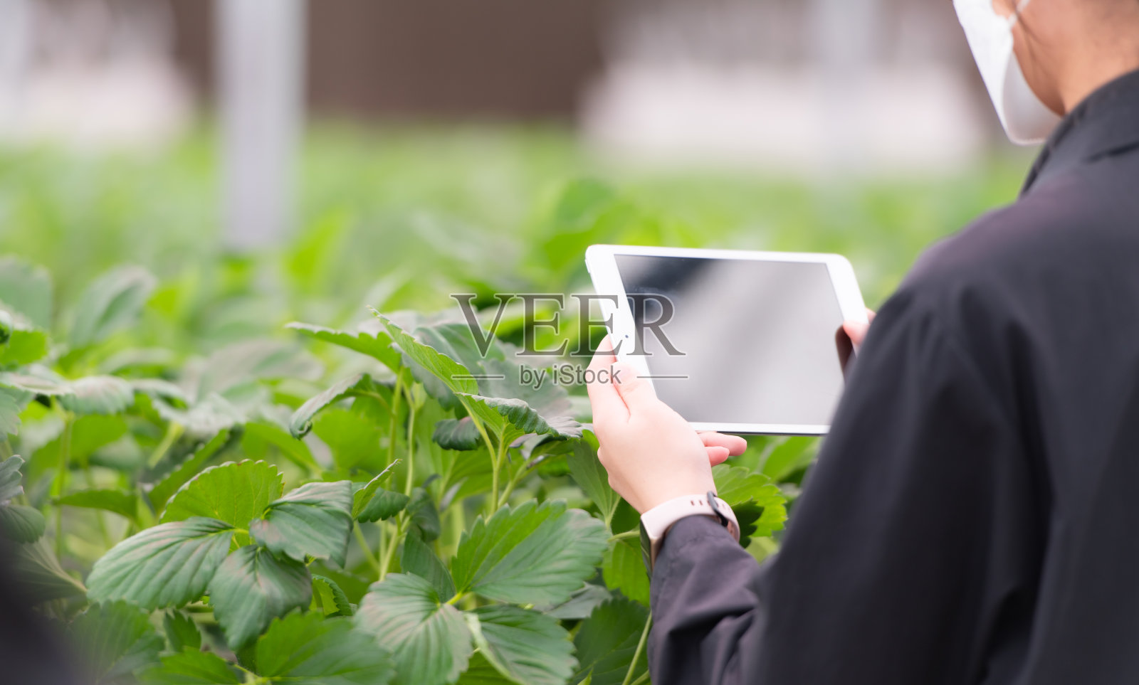 科学家们正在一个封闭的草莓园检查用科学技术种植的草莓的生长情况照片摄影图片