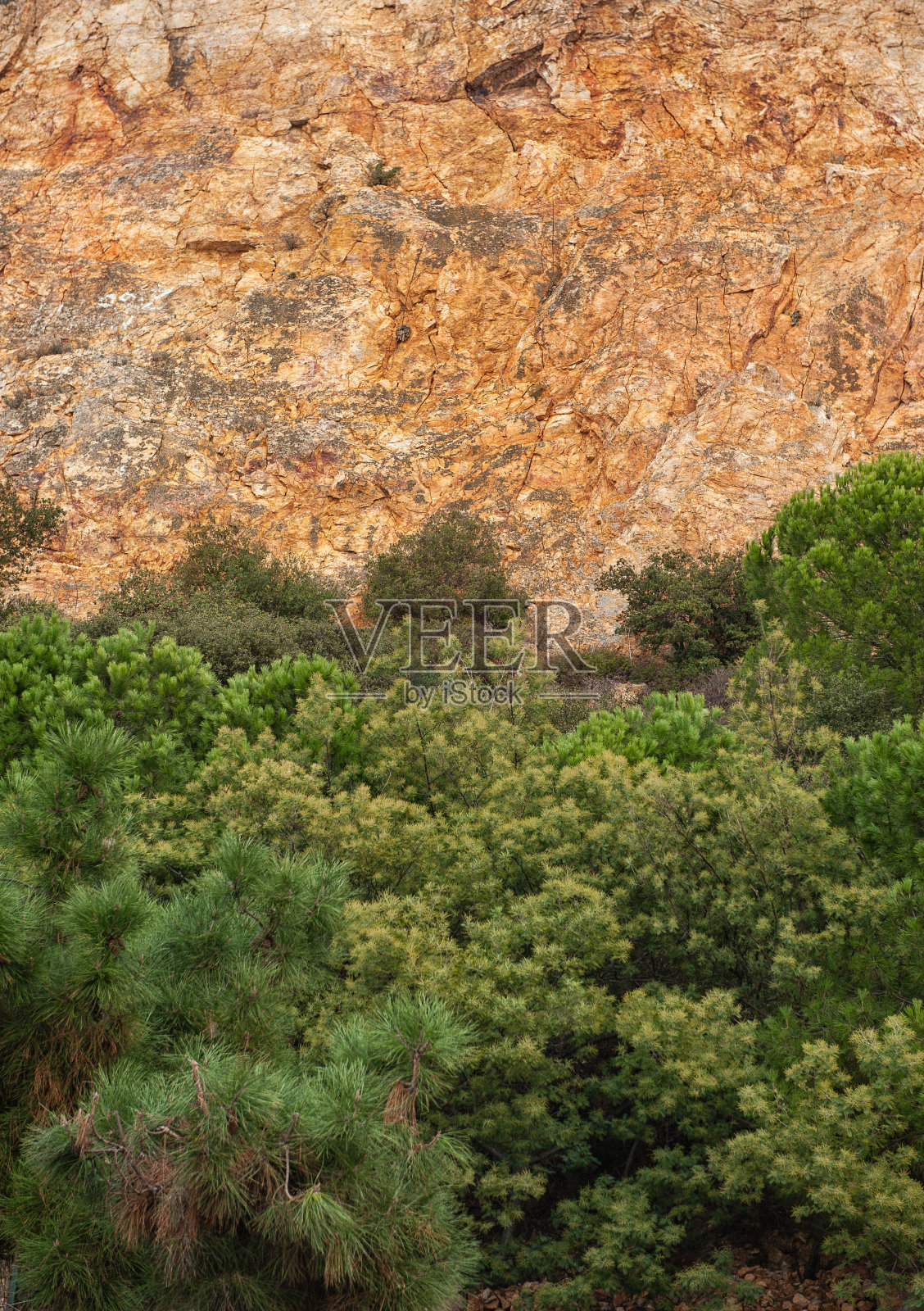 抽象的自然背景与墙壁的岩石和皇冠的森林照片摄影图片