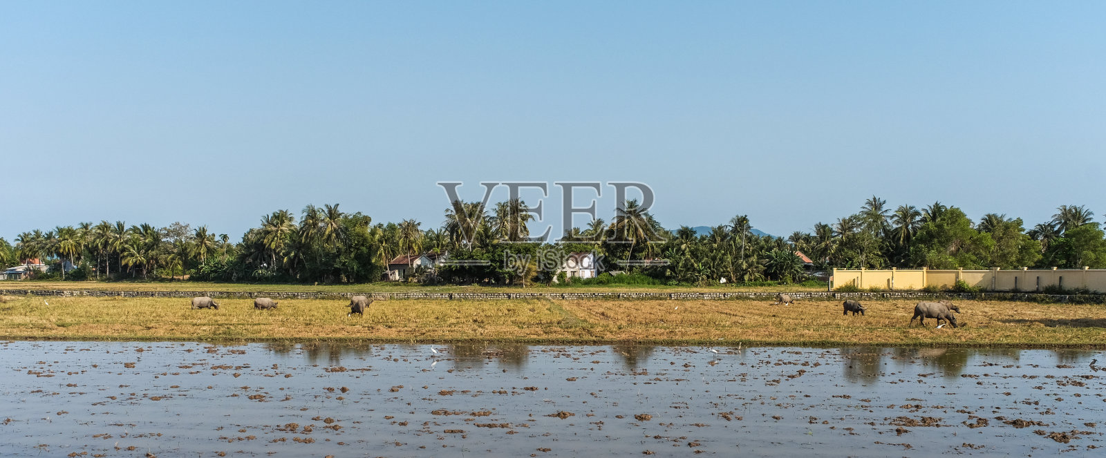 越南南部的稻田照片摄影图片