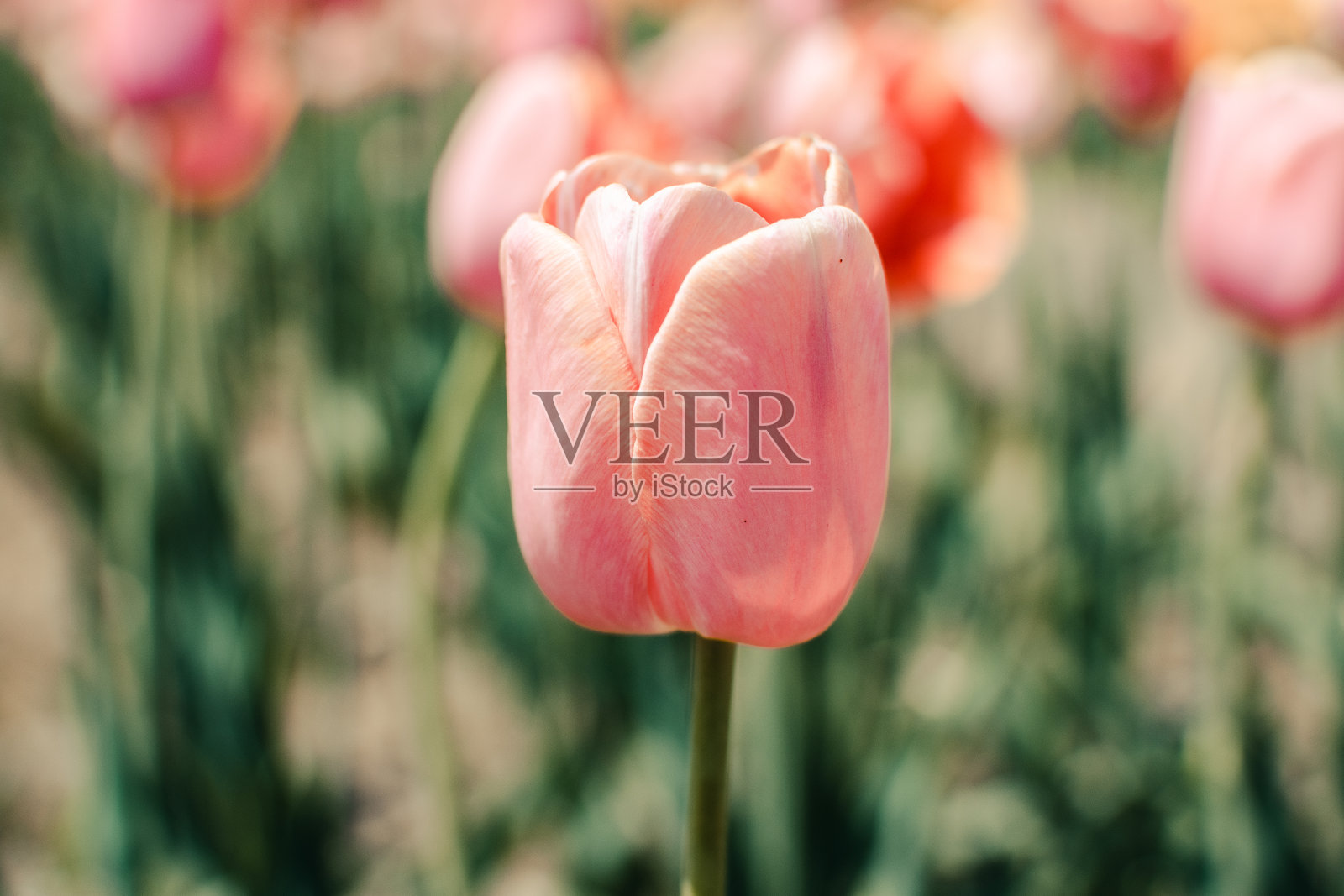 一朵粉红色的郁金香照片摄影图片