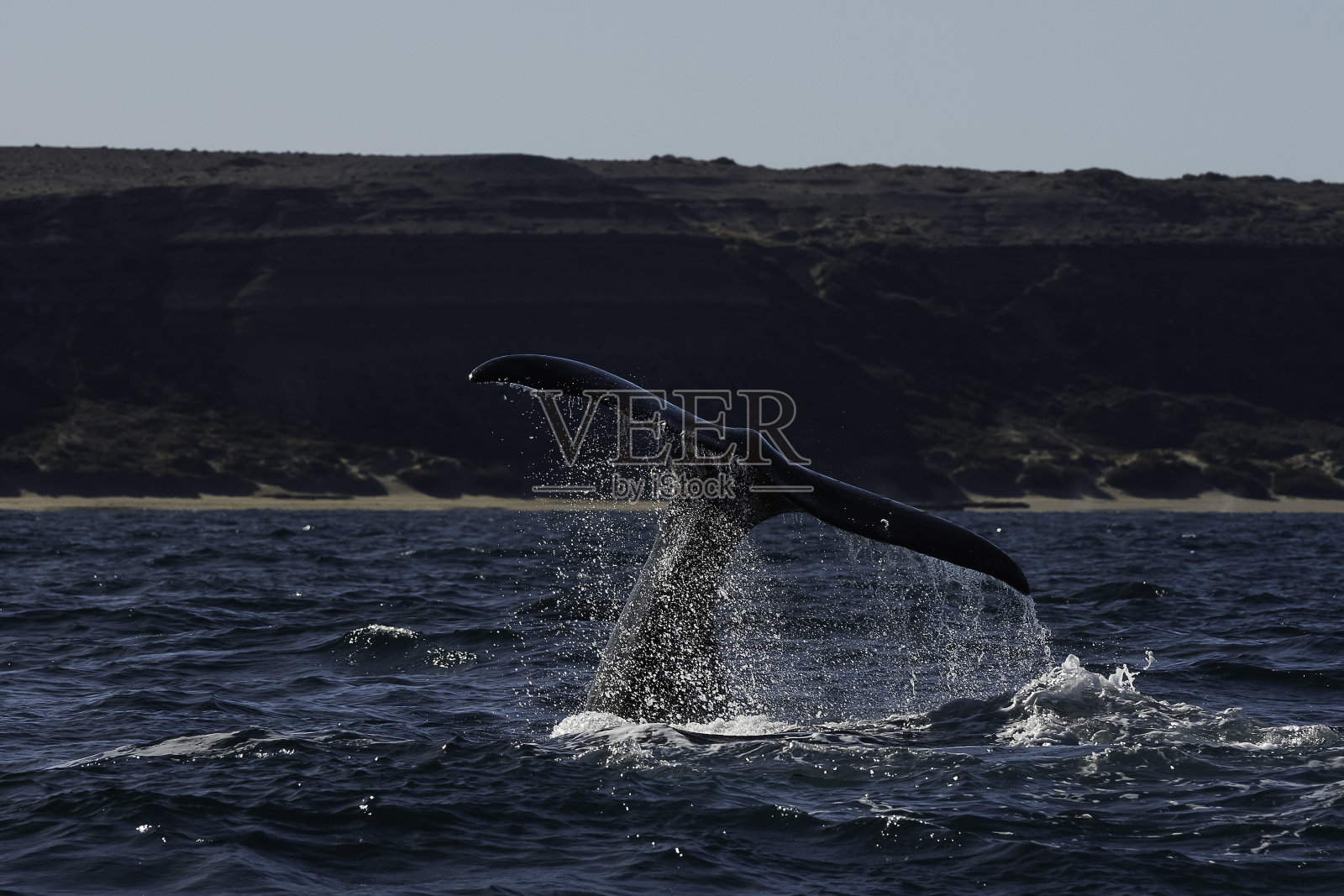 南露脊鲸尾叶拍水，濒危物种，阿根廷巴塔哥尼亚照片摄影图片