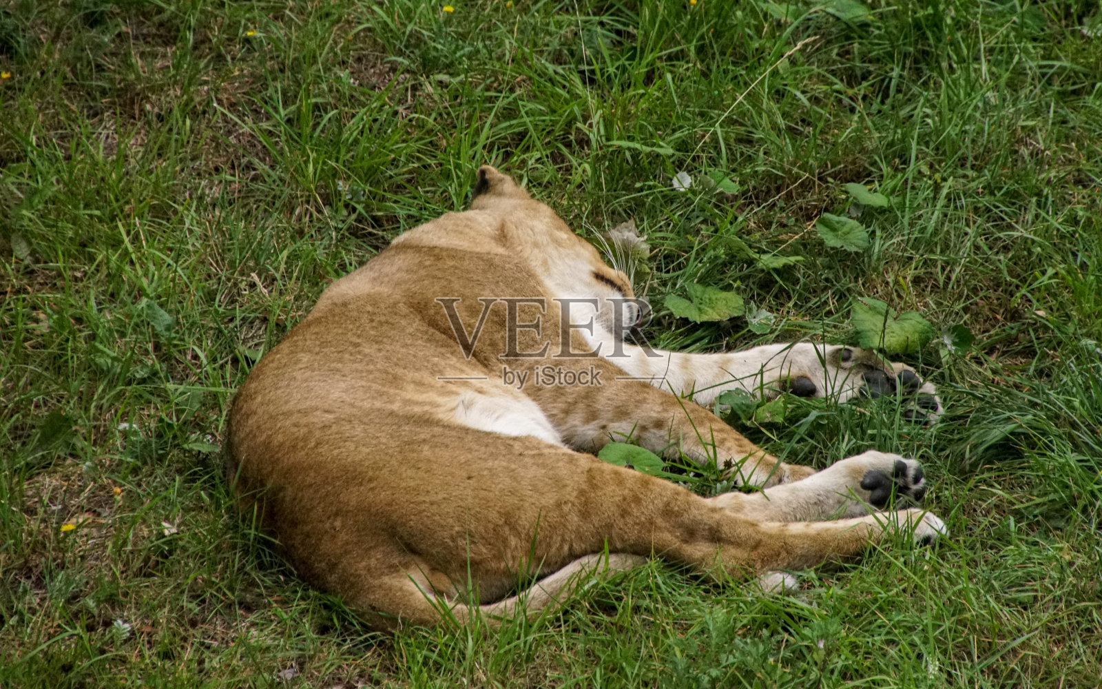 一只狮子躺在草地上照片摄影图片