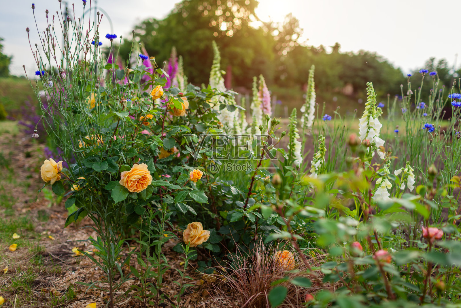 白毛地黄在夏季花园中盛开着黄玫瑰的金色灌木。美国的选择。照片摄影图片