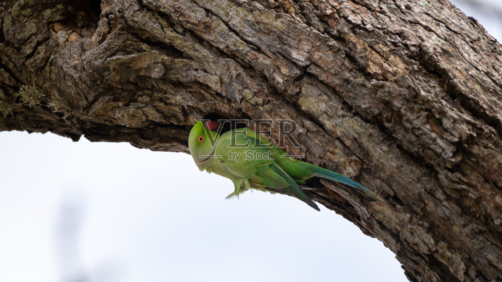 雄玫瑰环长尾小鹦鹉挂在树干的一个洞的边缘。照片摄影图片