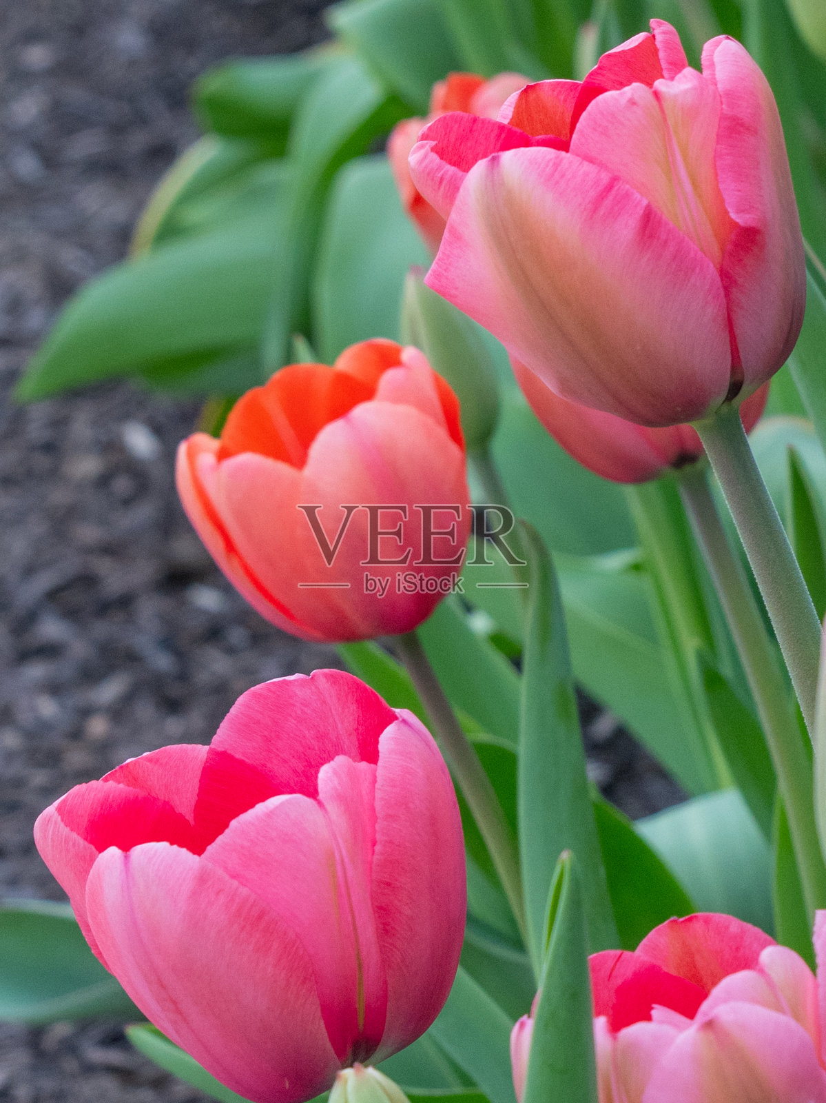 美丽的春天郁金香——印第安纳州霍华德县照片摄影图片