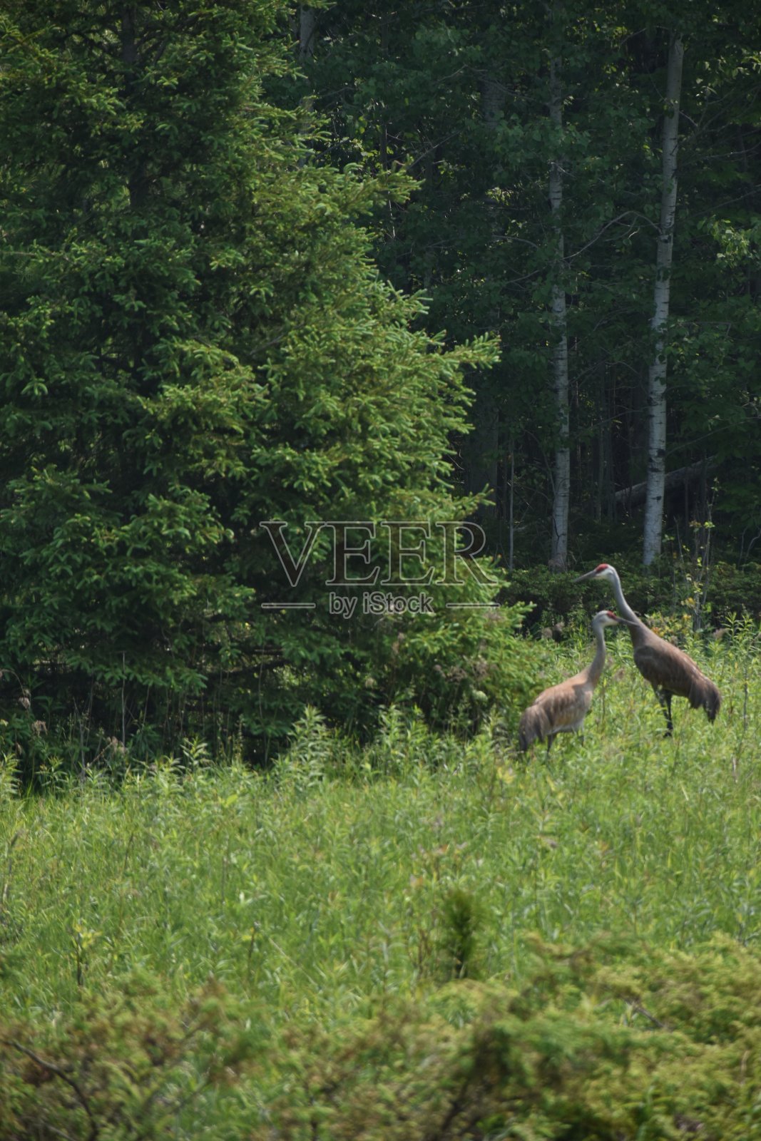 德拉蒙德岛照片摄影图片