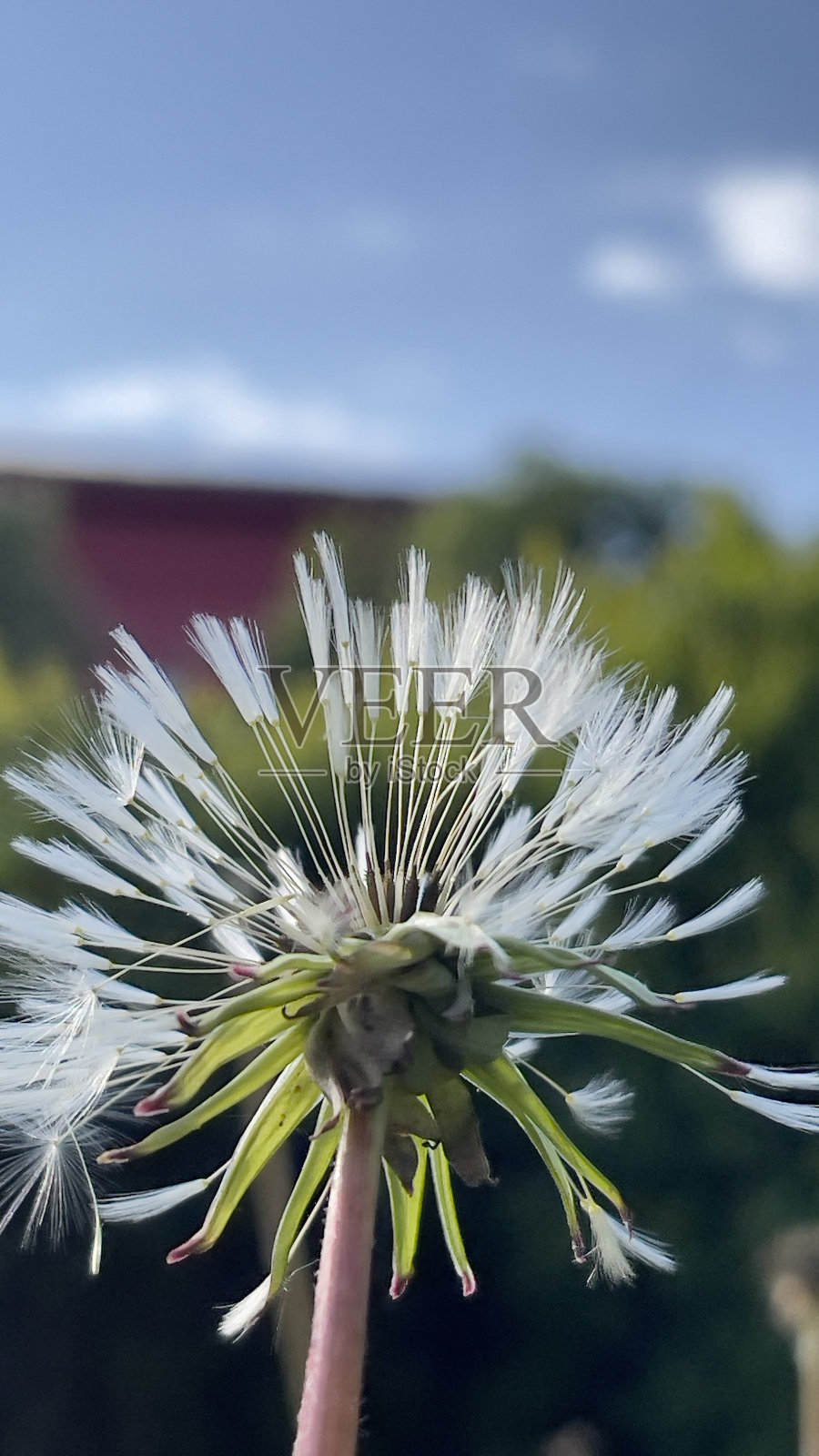蒲公英白色蓬松的圆球绿色的草阳光明媚的草地夏天春天温暖的日子照片摄影图片
