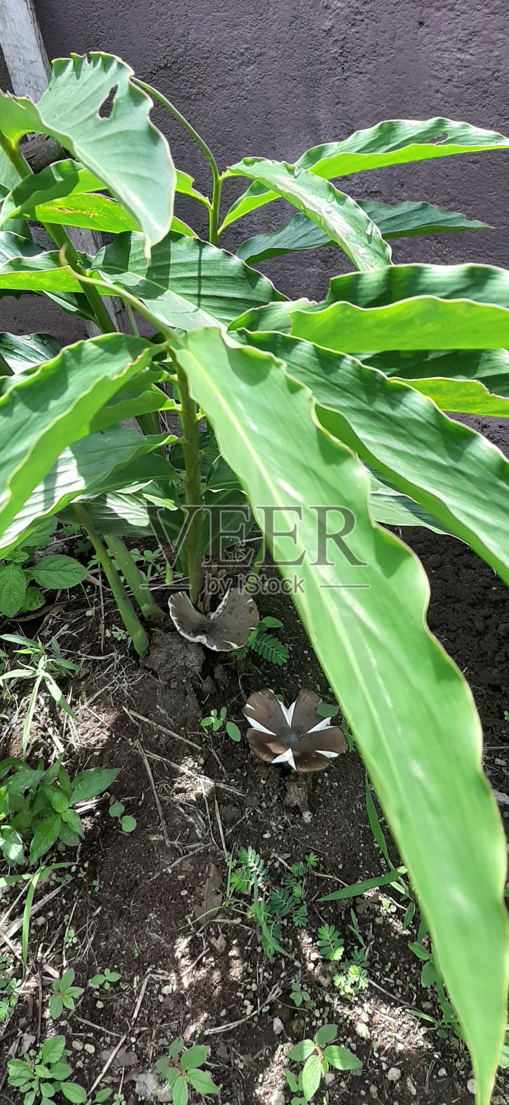 Gymnopus SP照片摄影图片