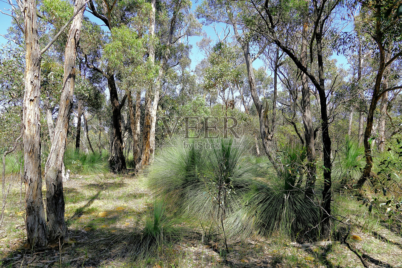 拉拉拉拉，澳大利亚维多利亚照片摄影图片