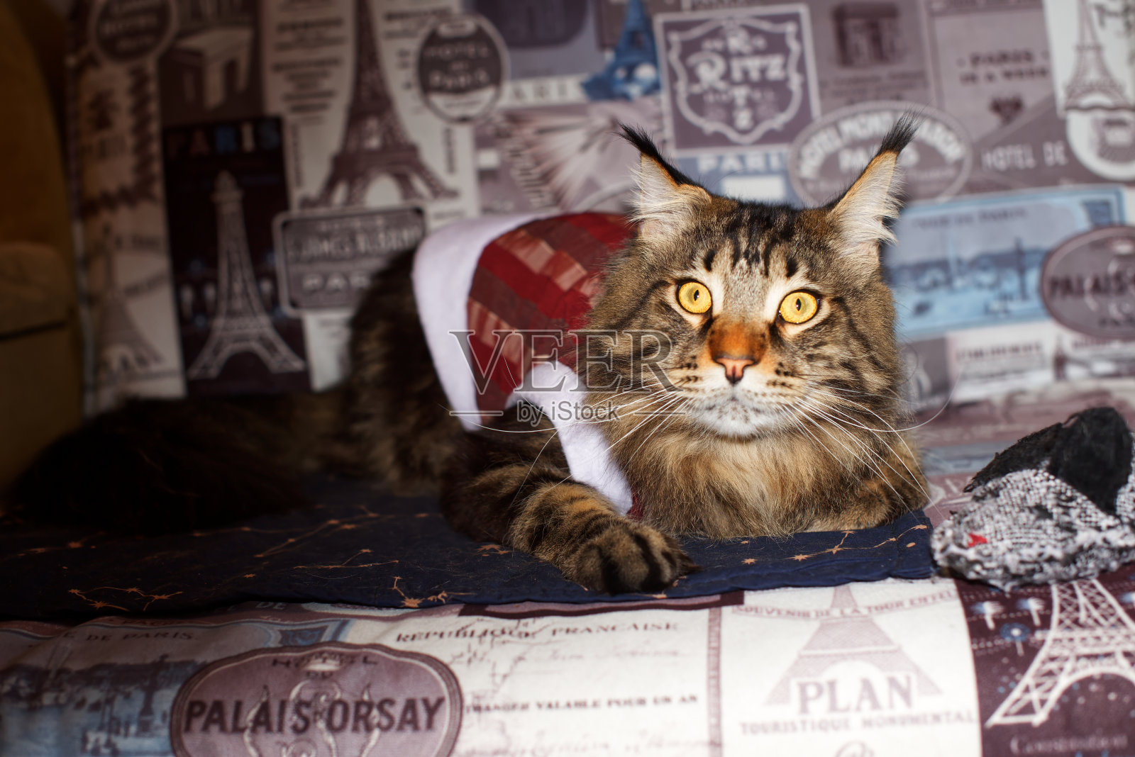 穿着圣诞服装的有趣缅因猫照片摄影图片