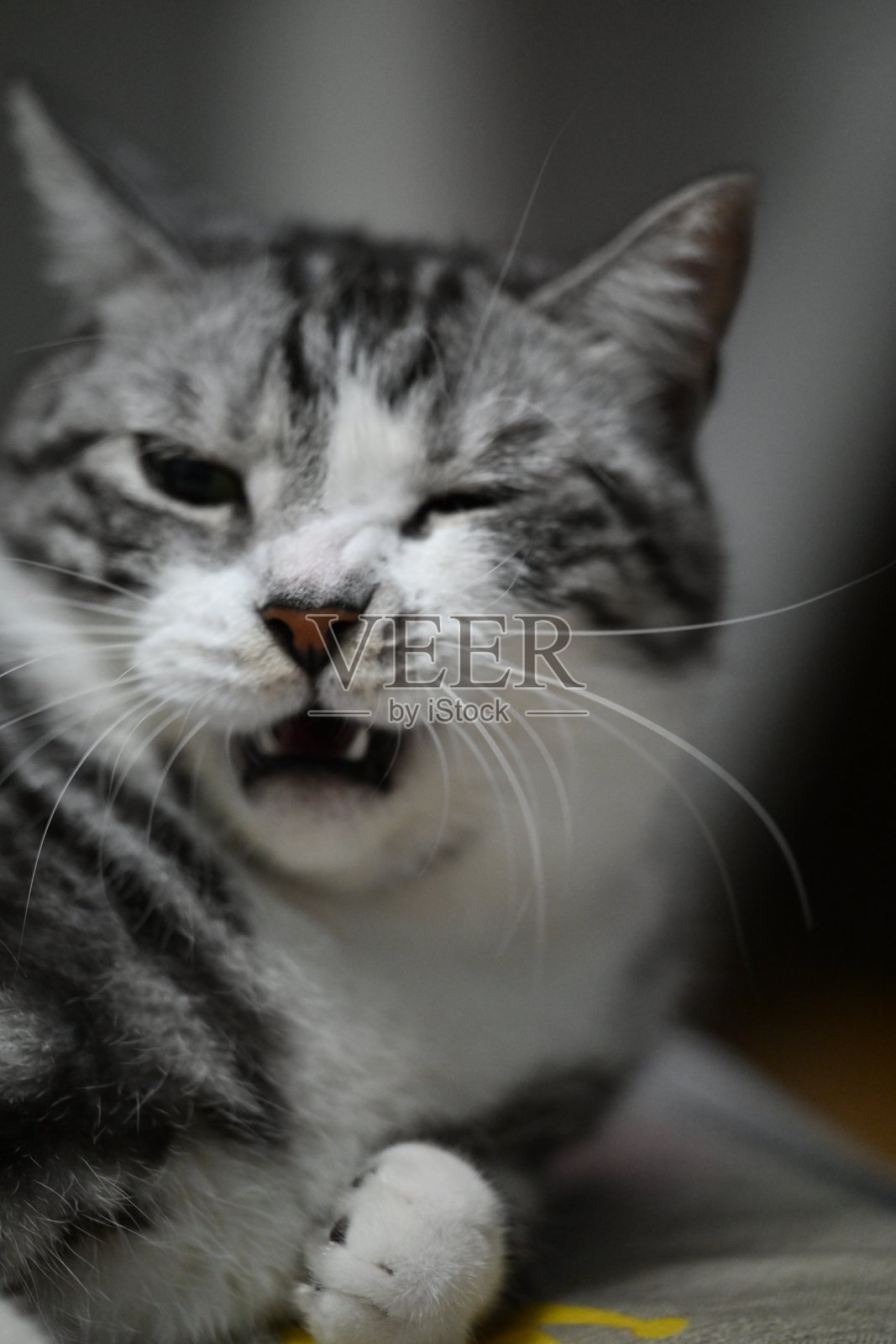 猫的特写照片摄影图片