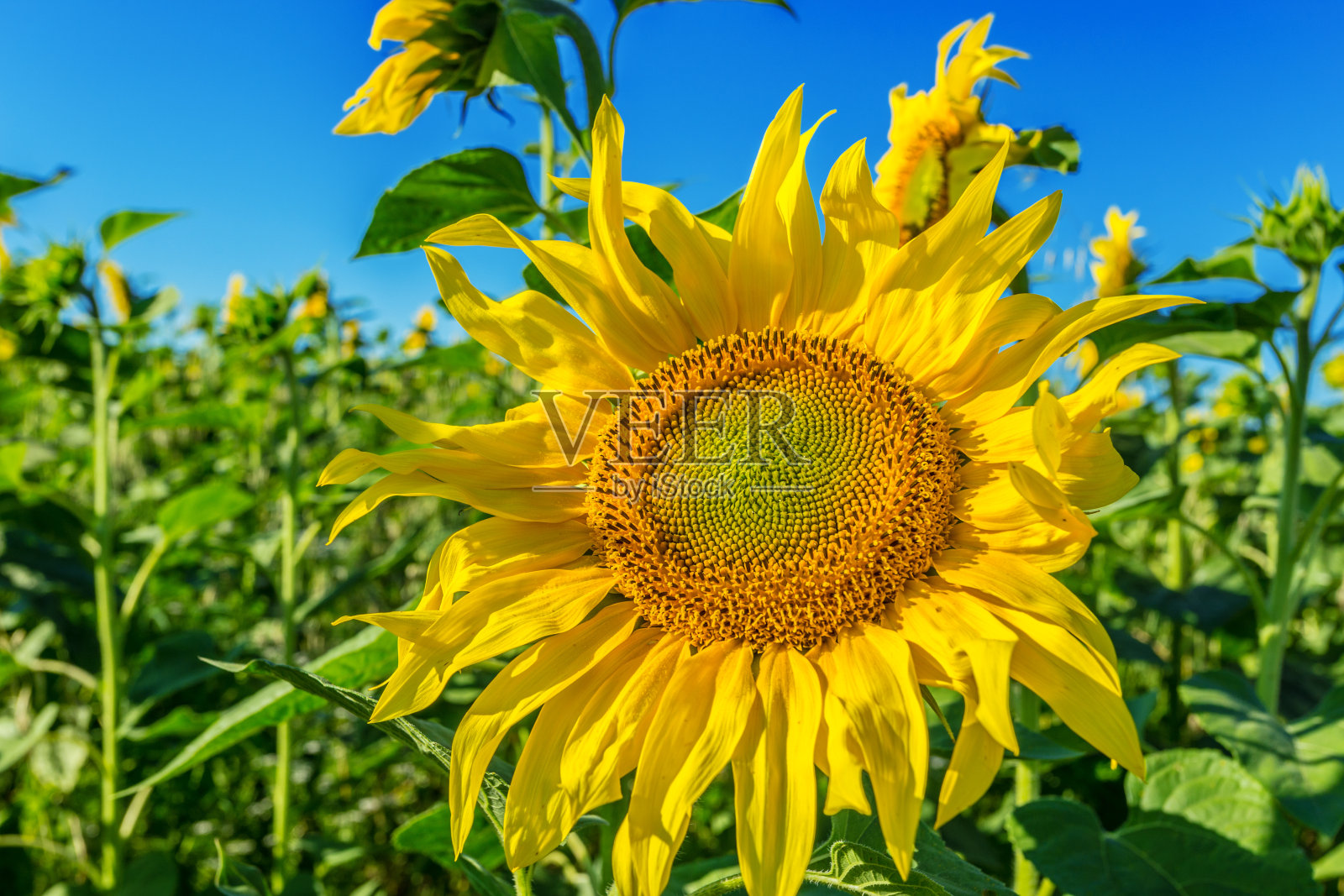黄色的向日葵田照片摄影图片