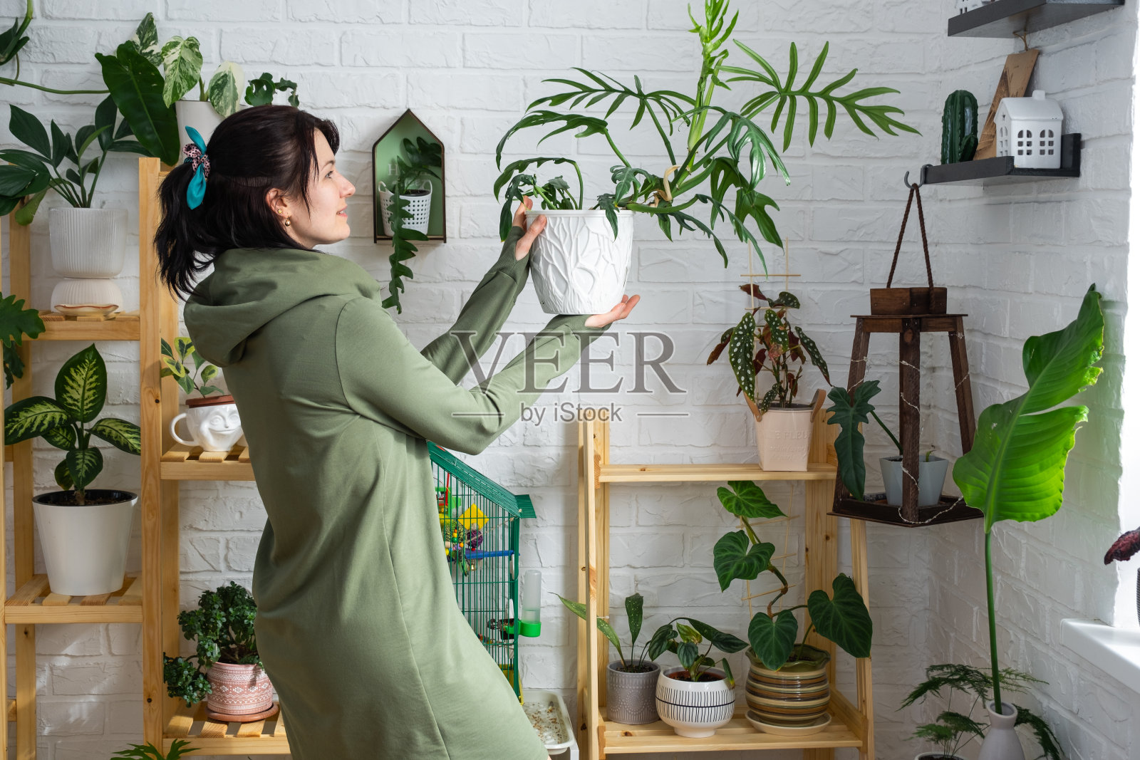 在一个有架子的家庭植物收藏的绿色房子的内部，女人手里雕刻着叶子的大花莲。家庭作物生产照片摄影图片