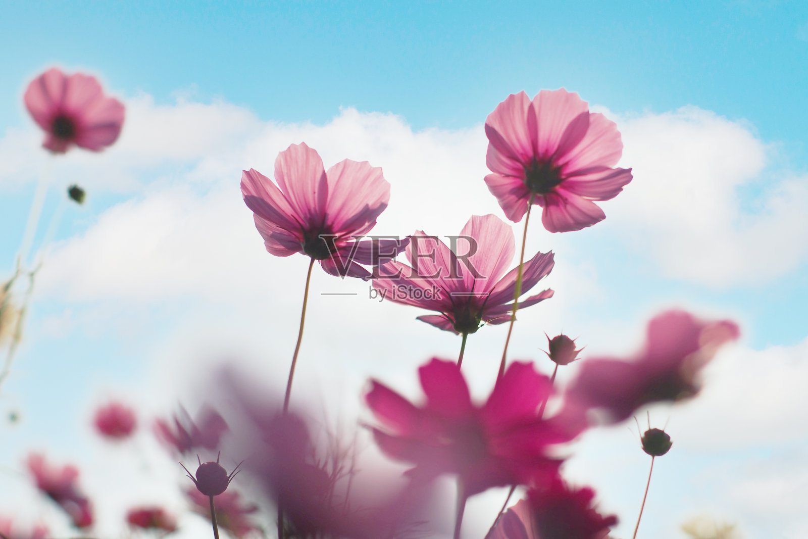 粉红色的宇宙花和蓝色的天空照片摄影图片
