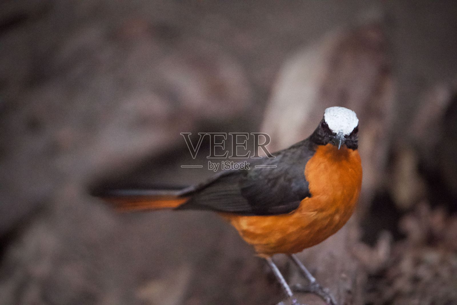 白冠知更鸟在其自然栖息地照片摄影图片