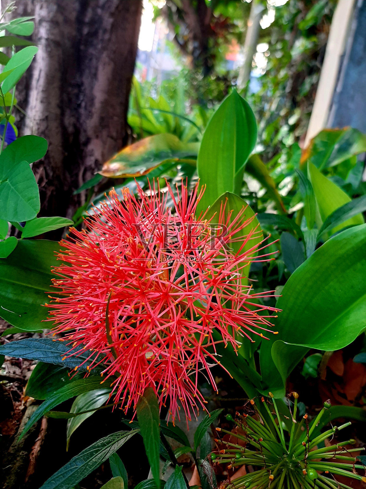 Kaliandra花照片摄影图片