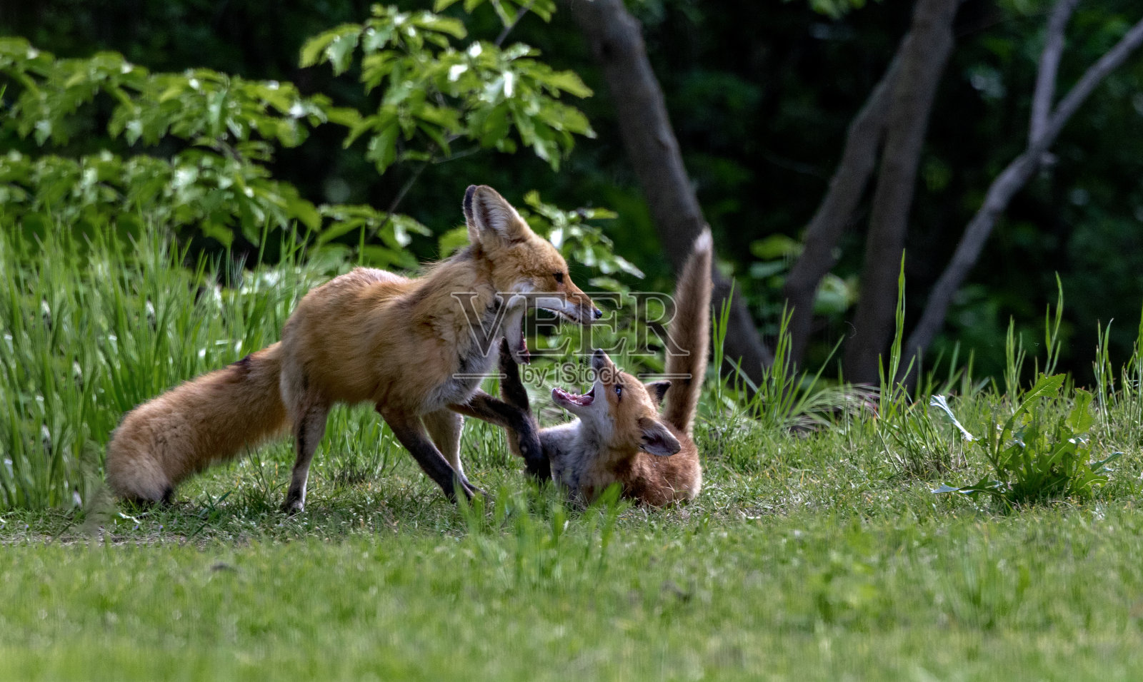 红狐、雌狐和基特照片摄影图片