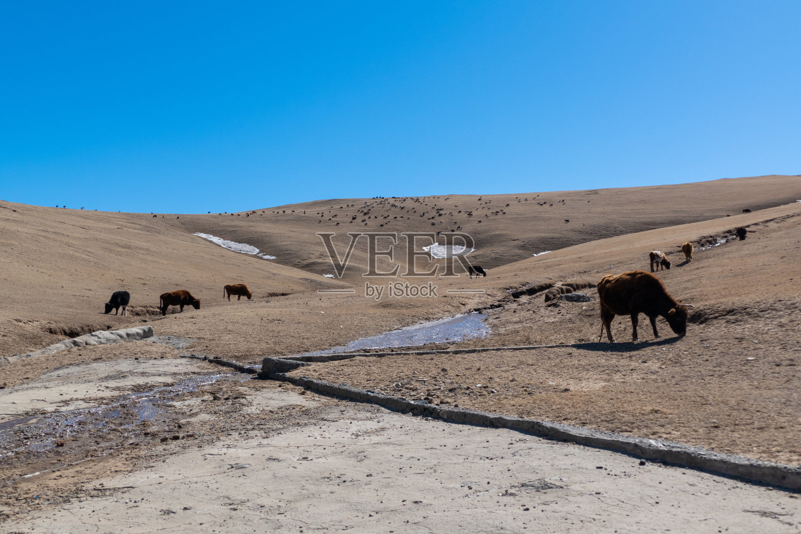 牛群是自然界中的家畜照片摄影图片