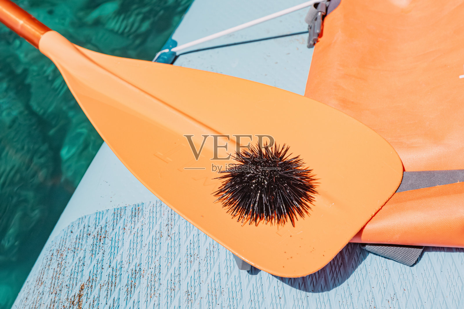 危险的海胆粘在冲浪板的桨上照片摄影图片