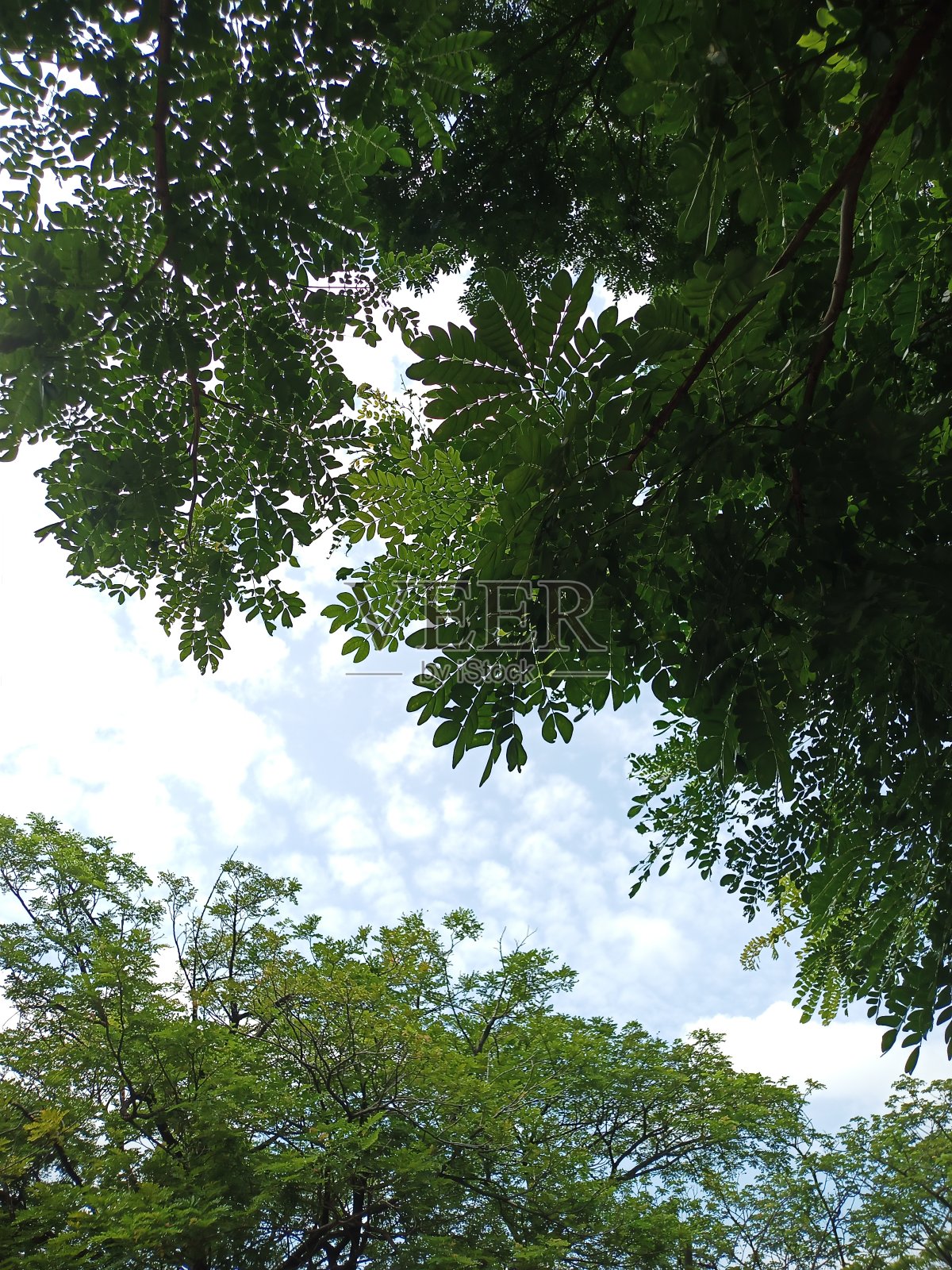 散焦抽象背景的绿叶与云和蓝天的背景。照片摄影图片