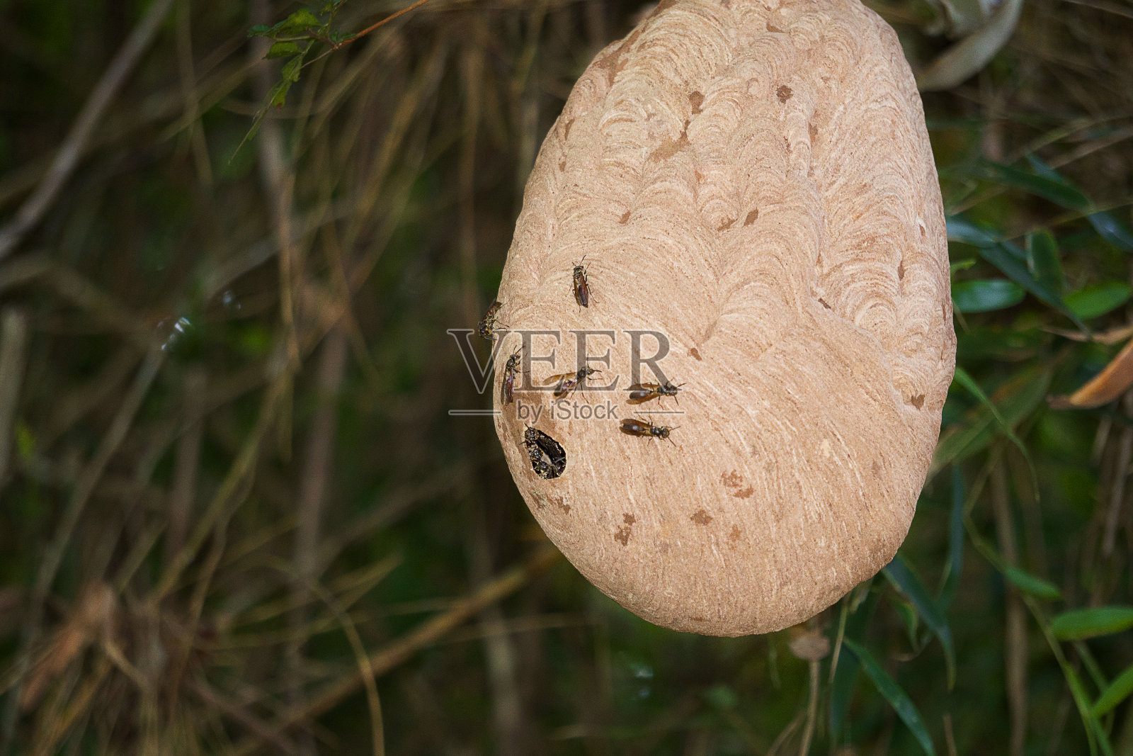 大自然中绿色区域的蚁丘-野生动物照片摄影图片