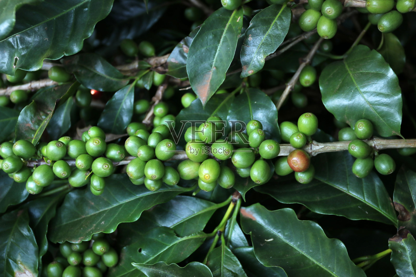绿咖啡在树枝上照片摄影图片
