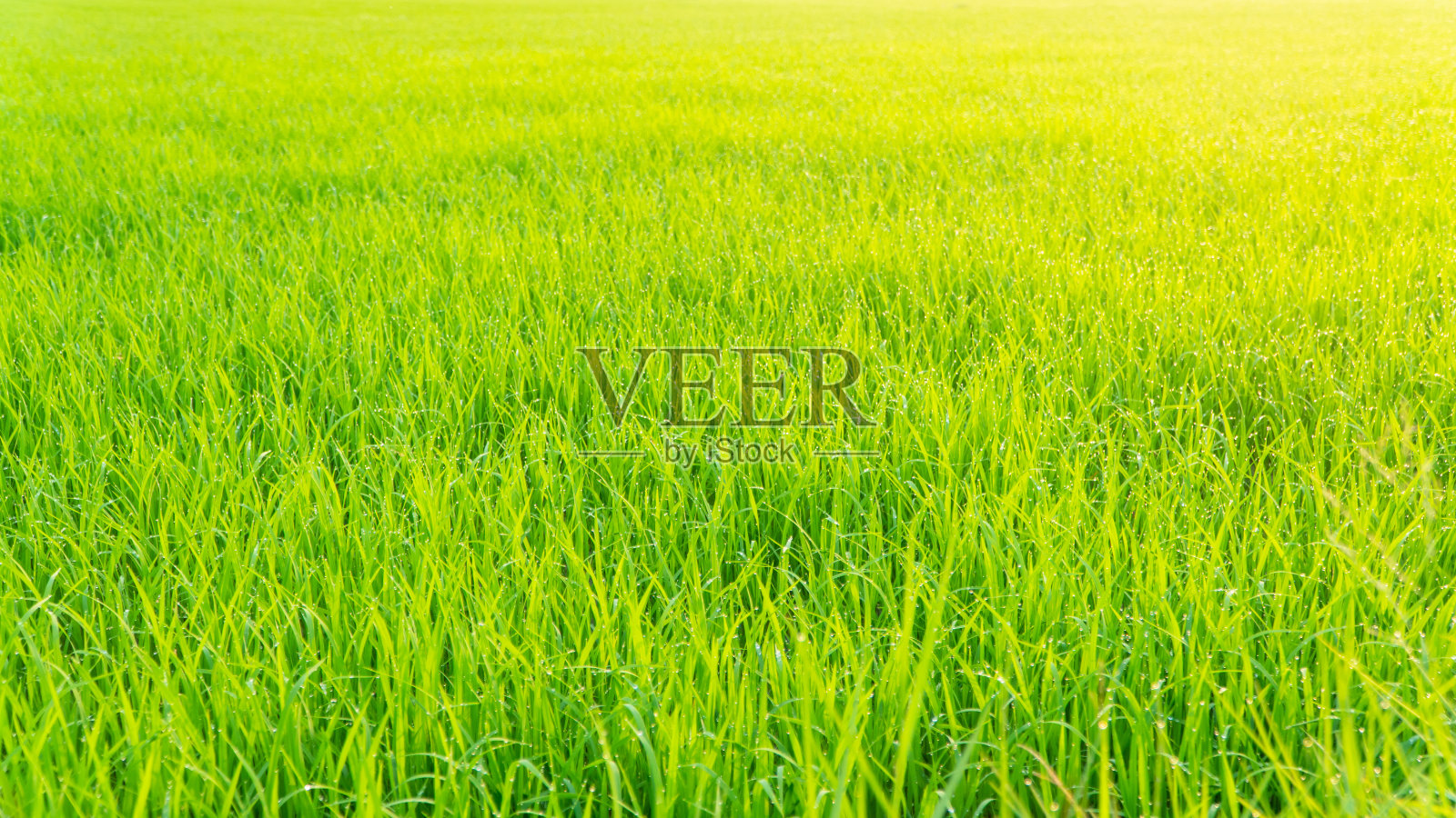 清晨阳光下美丽的绿色稻田。照片摄影图片