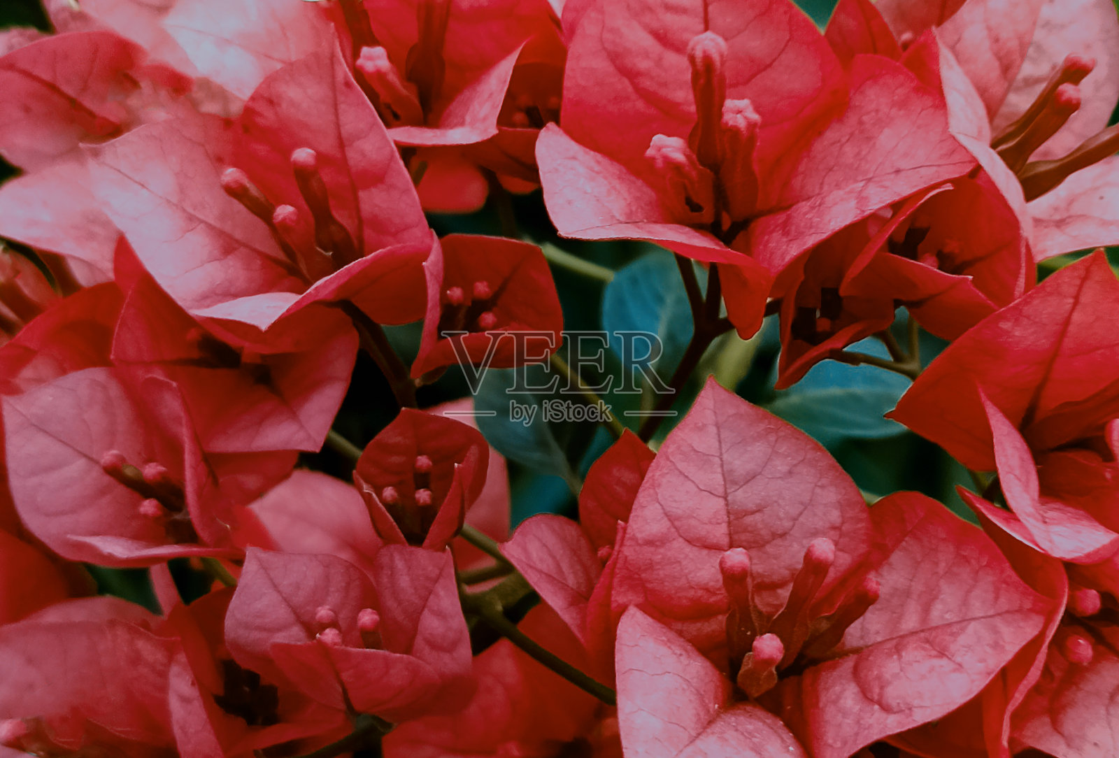 红花特写照片摄影图片