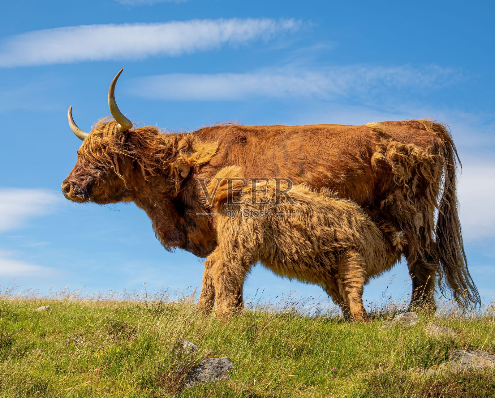可爱的妈妈和毛茸茸的棕色高原牛宝宝站在绿草如茵的小山上照片摄影图片