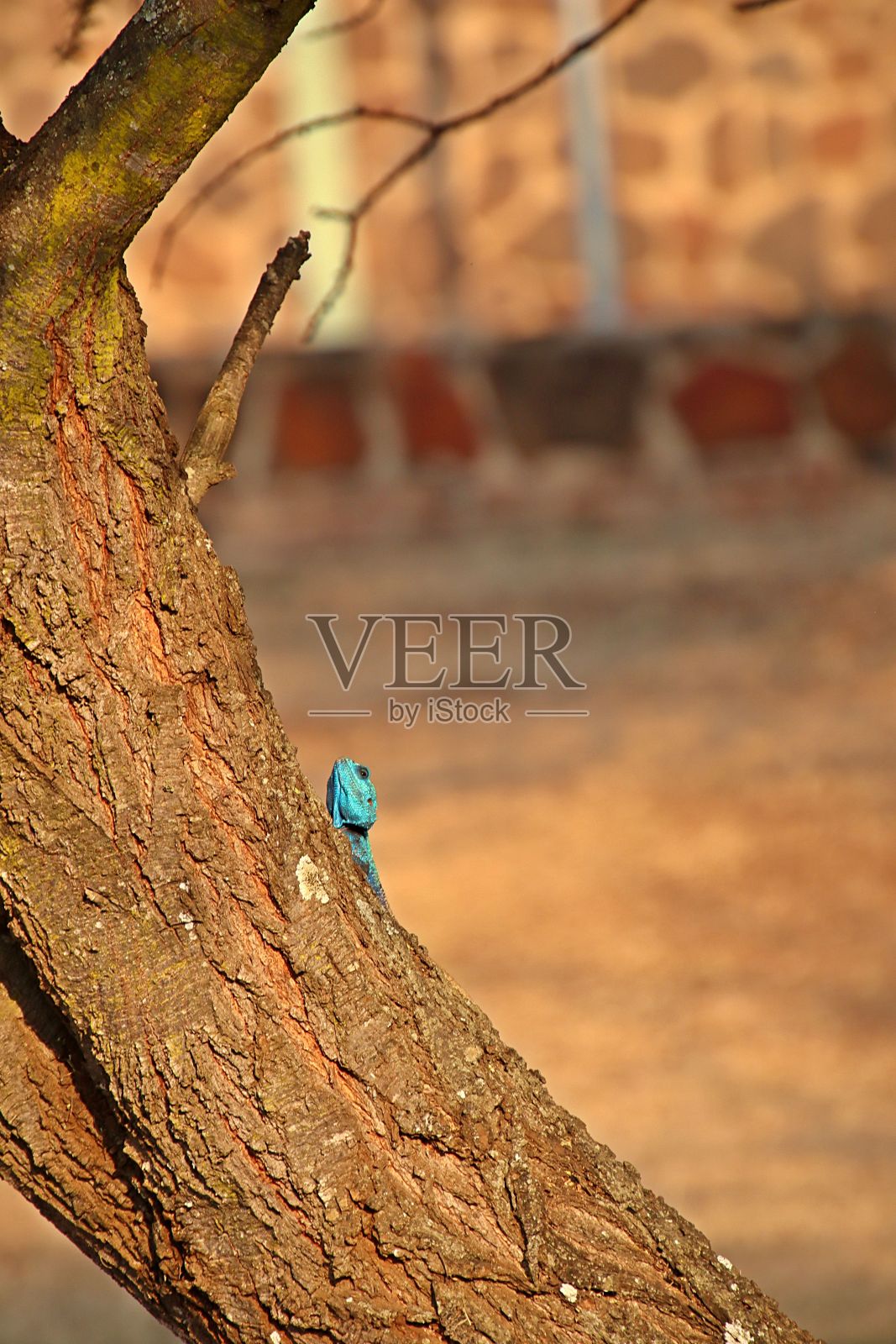 在树干上休息的黑颈蛇。Acanthocercus atricollis。照片摄影图片