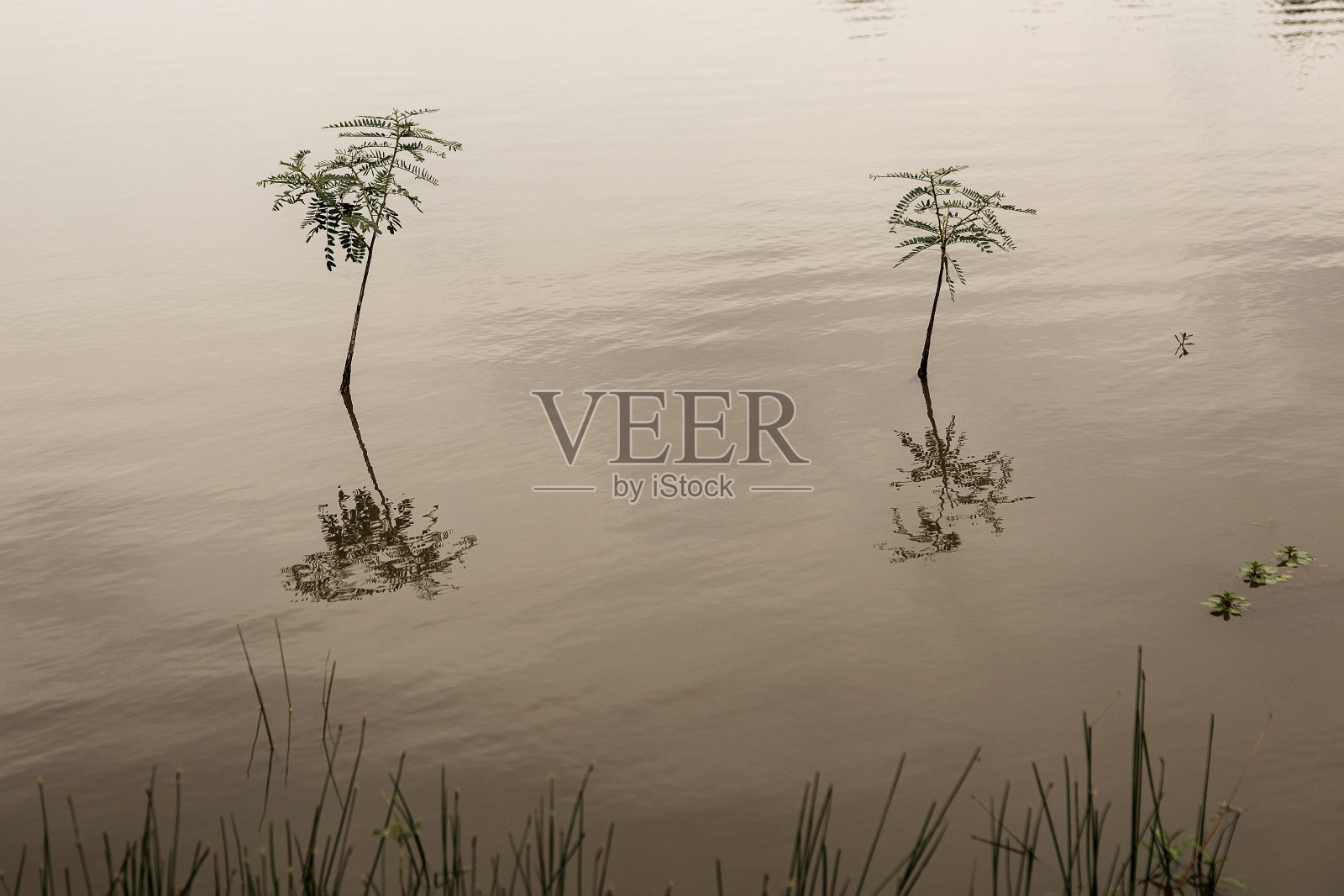 叶子反射照片摄影图片