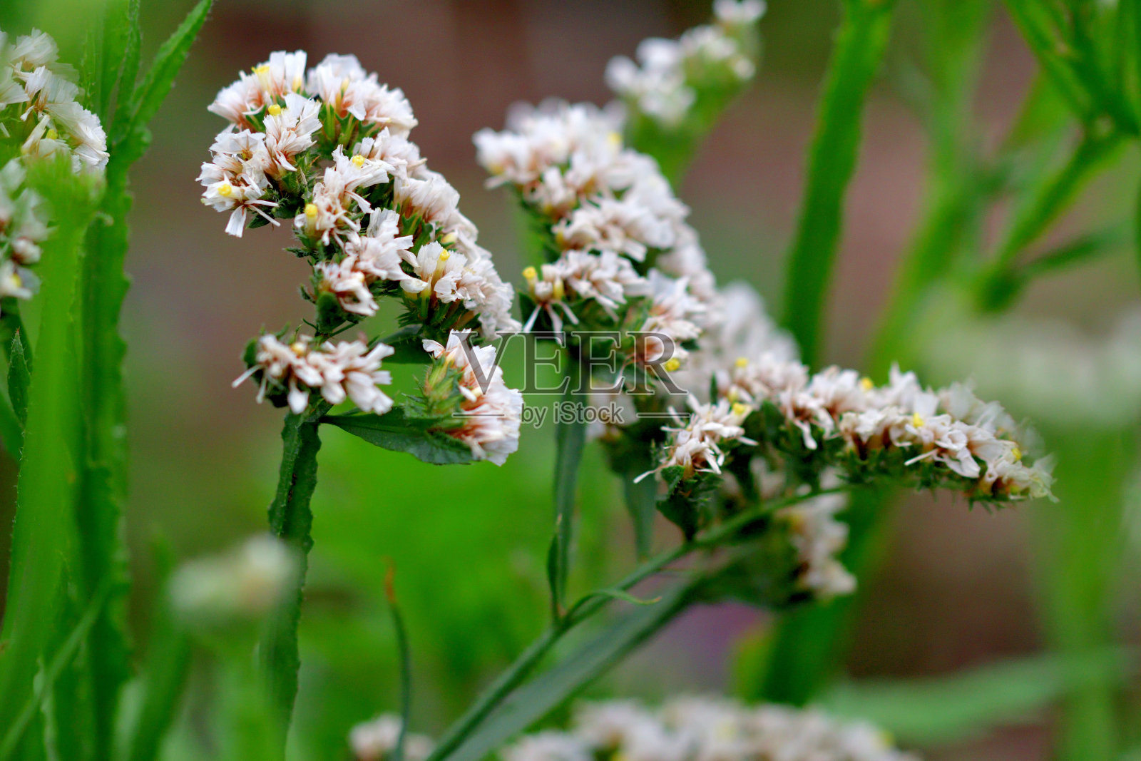 柠檬花:密集的纸状簇，漏斗状花照片摄影图片