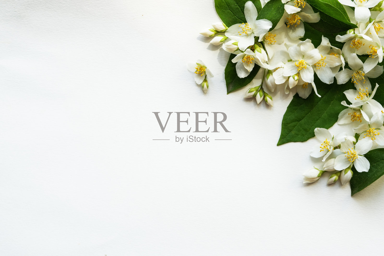 构图上，框角由茉莉花折成。白色背景和文字位置。茉莉花图案俯视图，平放，复制空间为文字。横幅。照片摄影图片