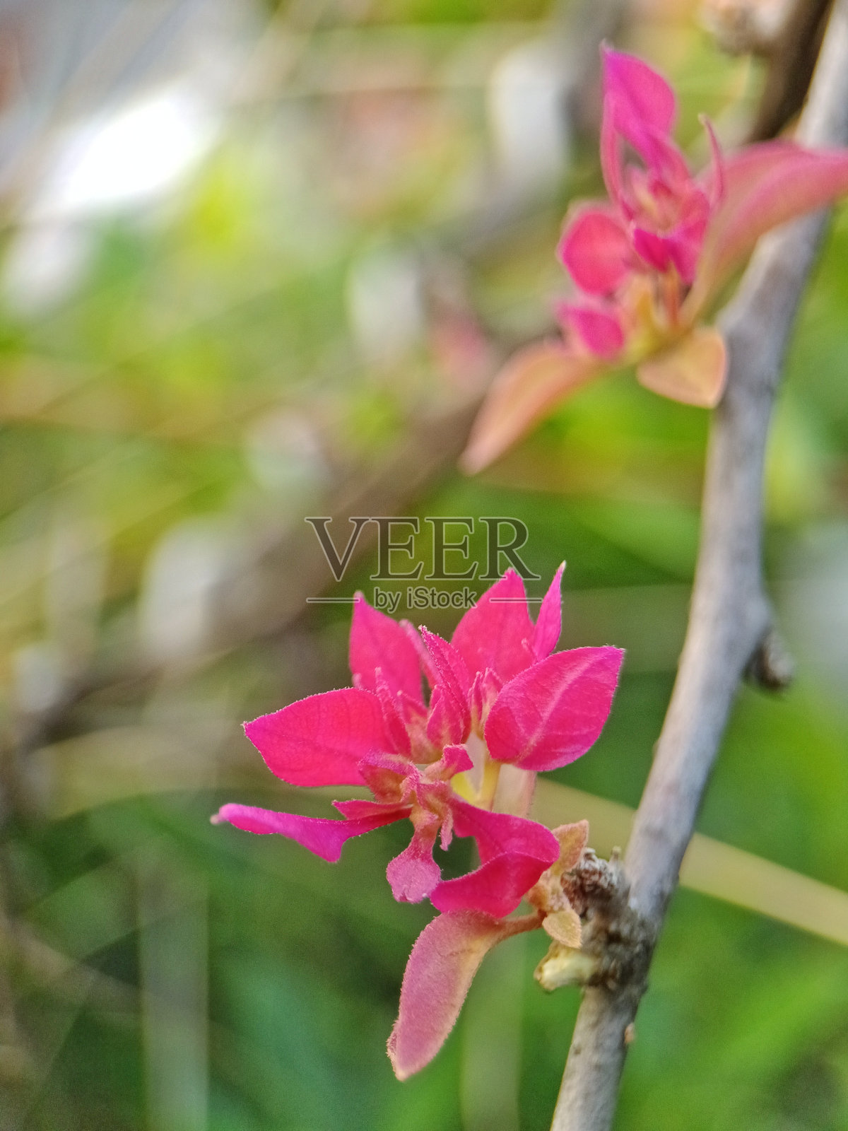 户外花园粉色九重葛花的特写照片照片摄影图片