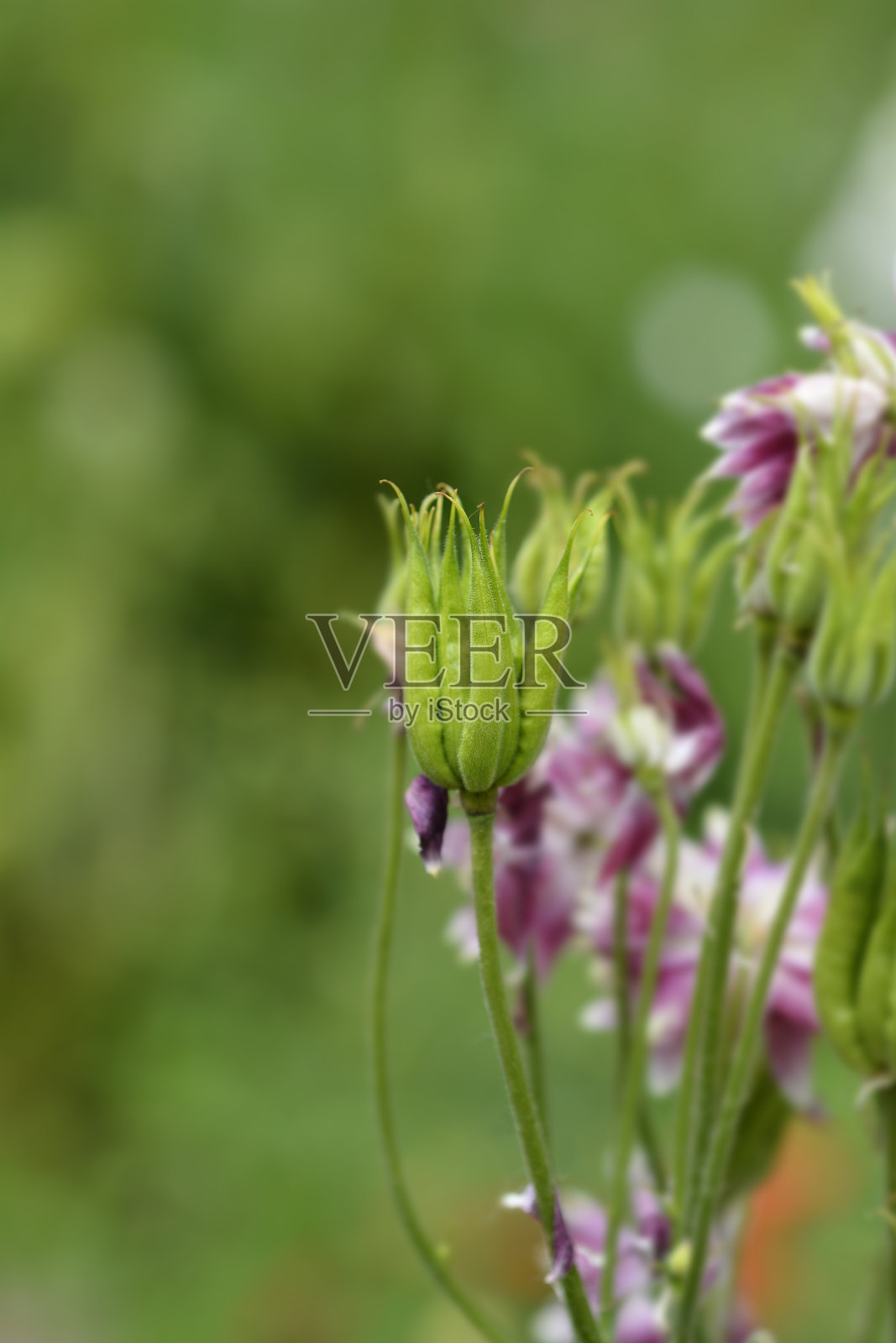 科伦拜娜·巴洛照片摄影图片