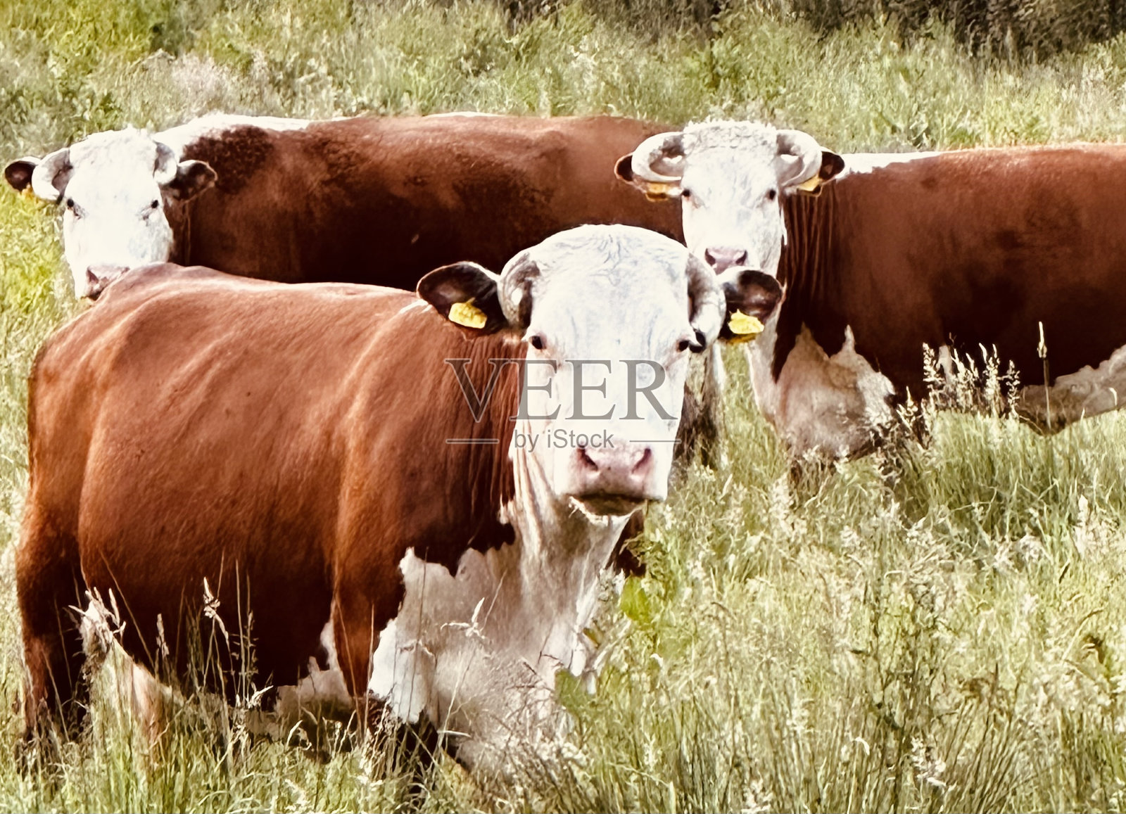 牛照片摄影图片
